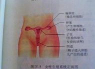 子宫在身体内的位置是怎样的？