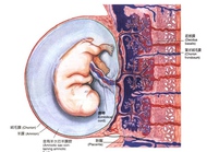 知道胎盘吗？其构造与功能有什么特点