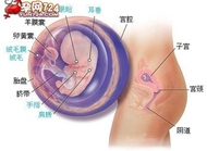 受孕过程有天时，时机到了孕自来