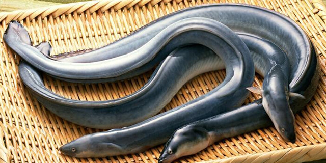 鳗鱼