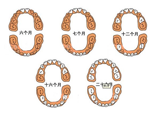 宝宝长牙的时间与顺序