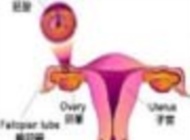 谁决定了顺利怀孕 大姨妈和排卵期该听